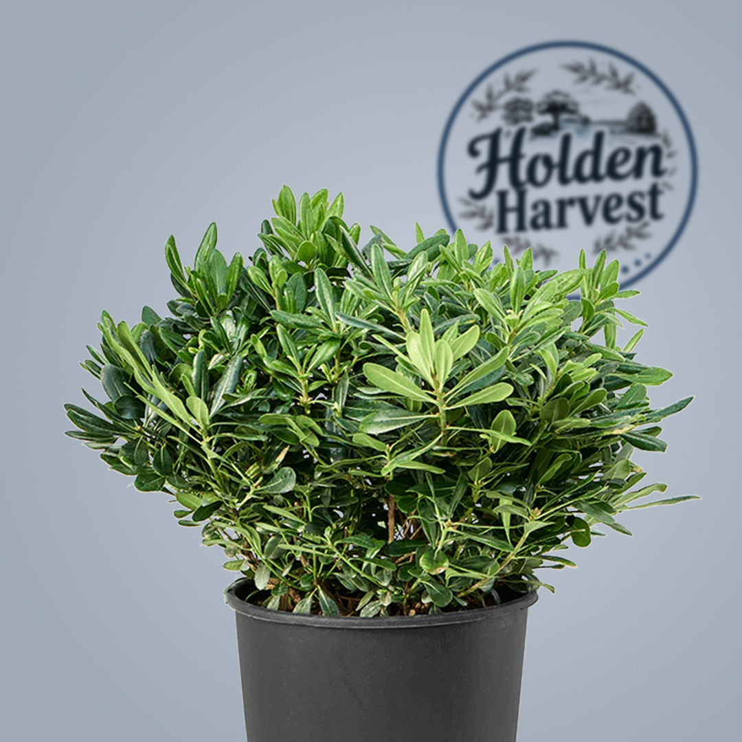 Pittosporum1